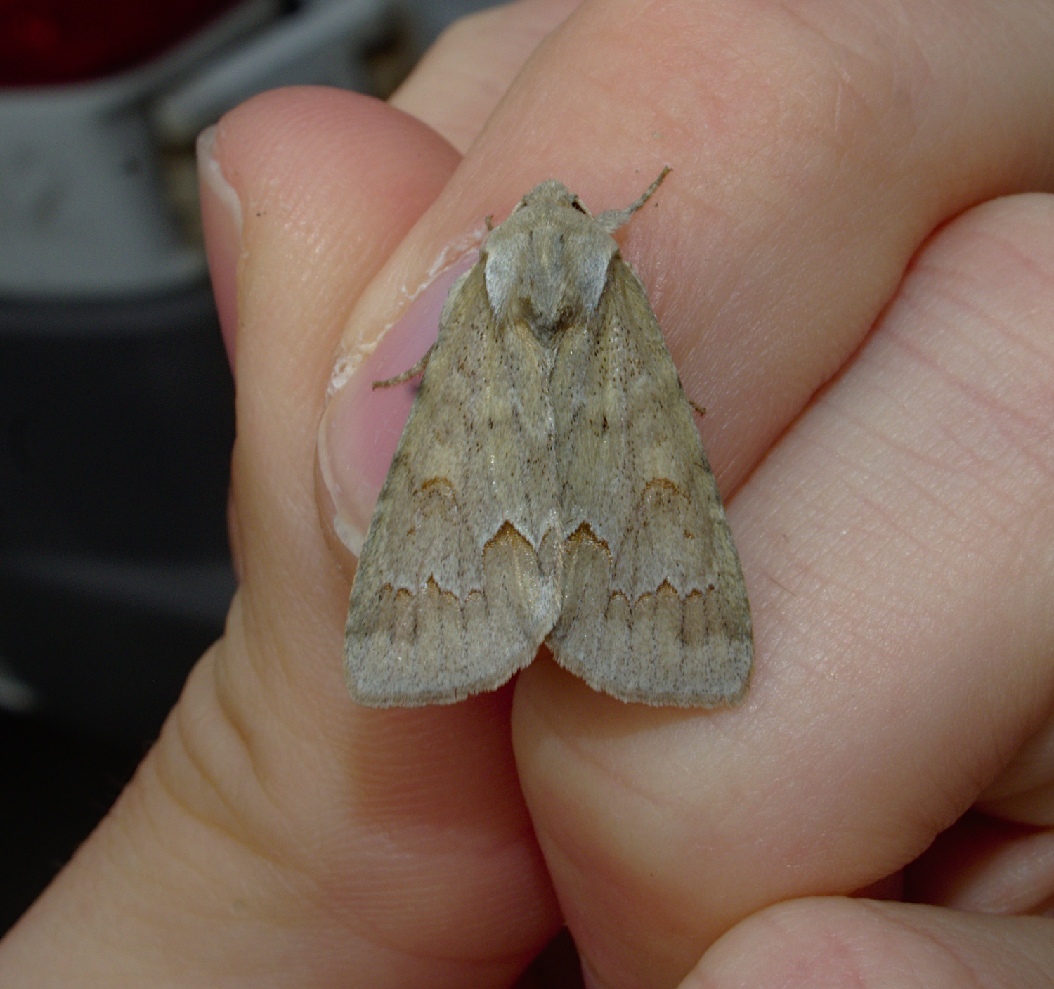 A nice looking and uncommon fella_20200518.jpg